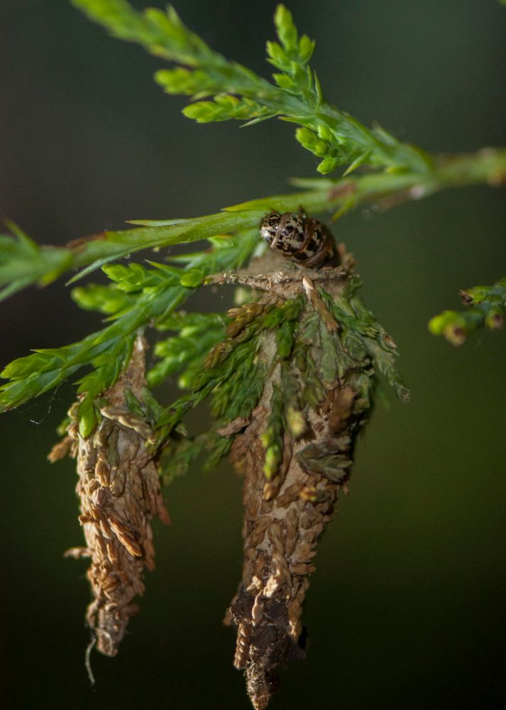 Two evergreen bagworm larvae on juniper.