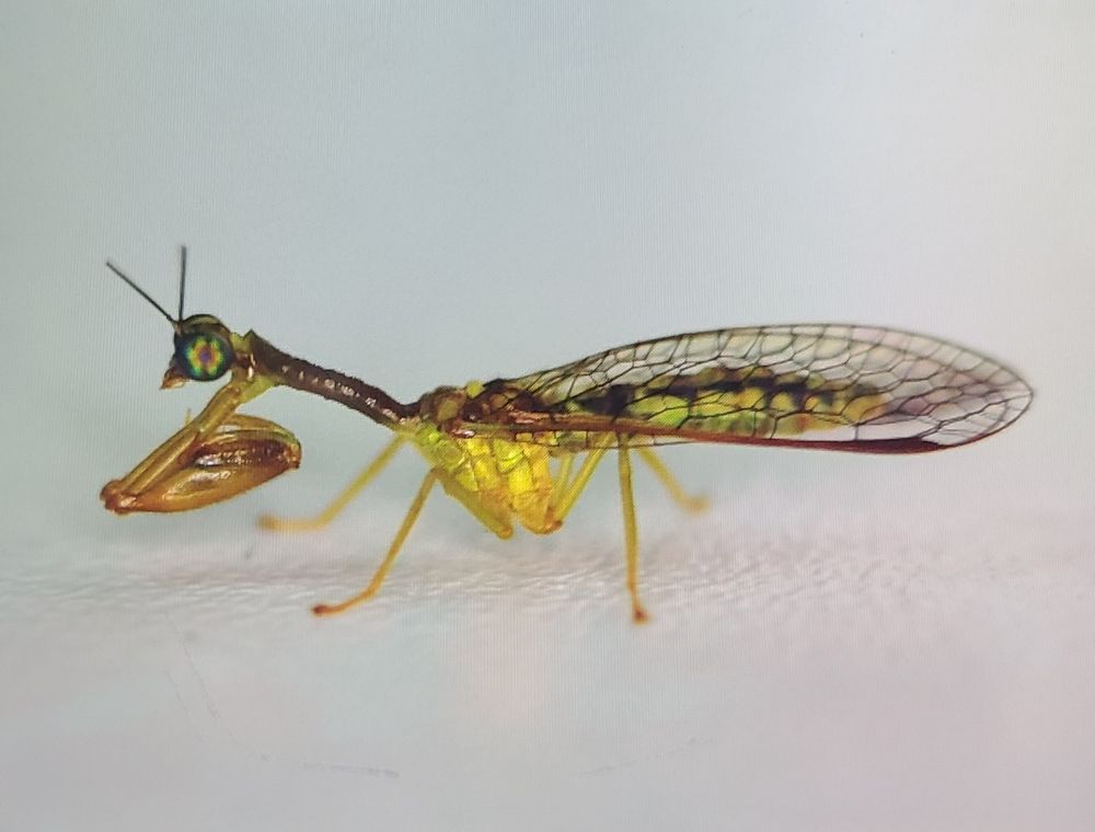 A mantidfly, Zeugomantispa compellens, seen in profile