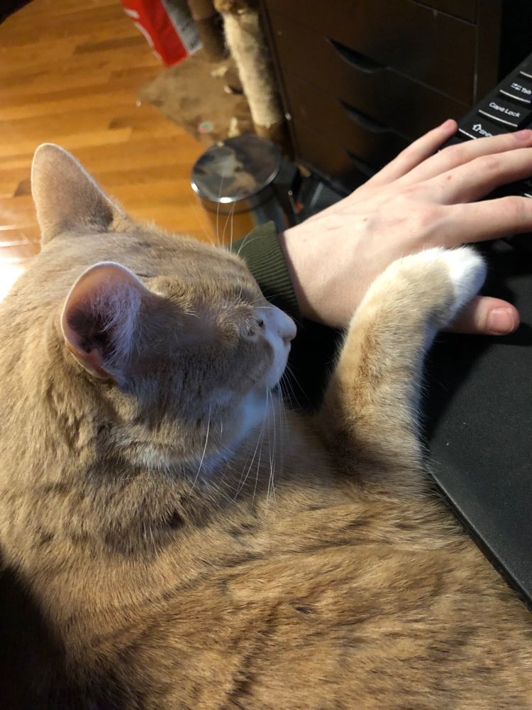An orange tabby using his persons arm as a pillow, one paw on their hand