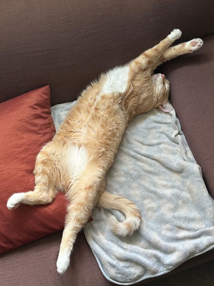 A relaxed orange/white tabby cat lays stretched out on his back on a couch, while it rains outside.