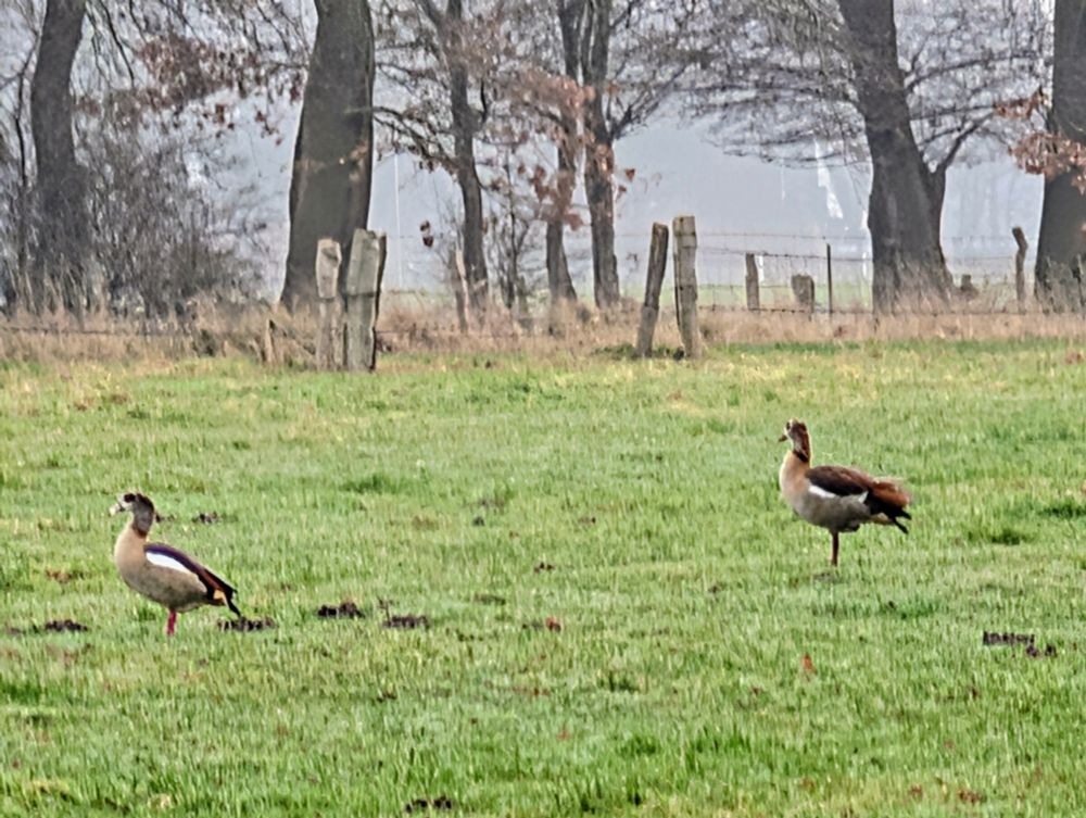 Zwei Gänse auf einer Wiese 