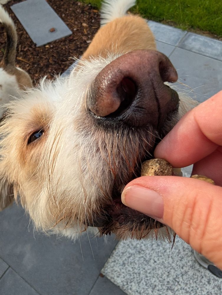 Rote Nase eines mittelgroßen Hundes, der gerade ein Leckerli bekommt 
