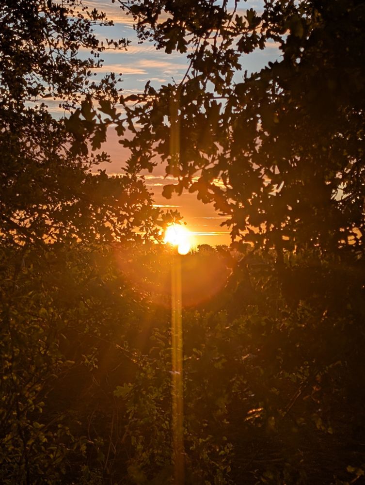 Durch Heckenpflanzen durch fotografiert über einem Maisfeld die Sonne strahlt durch die Lücke 