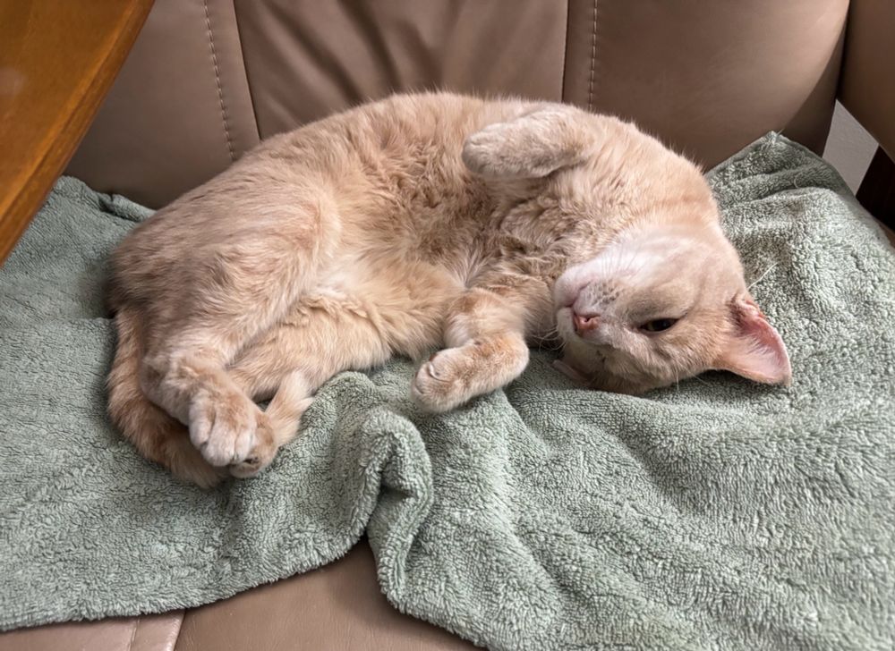 Kitty’s Thanksgiving morning nap 🤎
