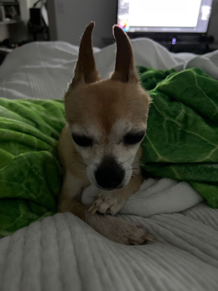 It’s Chuy, the chihuahua! But he is afraid of the thunder.