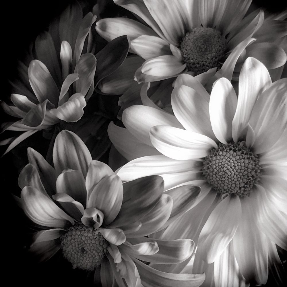 Close-up HDR b&w photograph of daisies (?) against stark black background with slight sepia tint