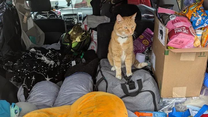 An adorable orange and white cat named TIgger surveys his car home