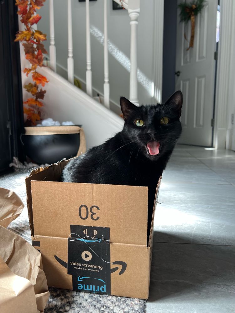 a black cat yawning sitting in a brown box