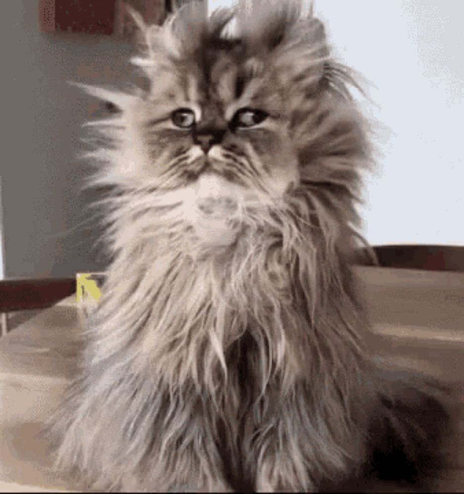 a fluffy gray cat is sitting on a wooden table looking at the camera .