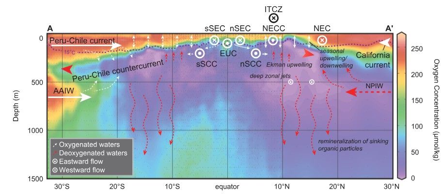 South-North cross section through the eastern tropical Pacific oxygen minimum zone. It shows the north and south lobe of the oxygen minimum zone, separated by the equatorial undercurrent. The Peru-Chile current and California Current ventilate the near-surface waters, North Pacific Intermediate waters bring low-oxygen waters to the northern lobe at ~550m, and Antarctic Intermediate Waters ventilate the southern lobe at the same depth. The oxygen minimum zone is fueled by Ekman upwelling and remineralization of sinking organic material.