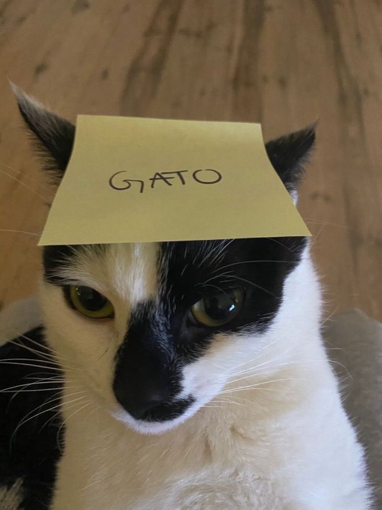 Black and white cat with a sticky note on its head that says “gato”