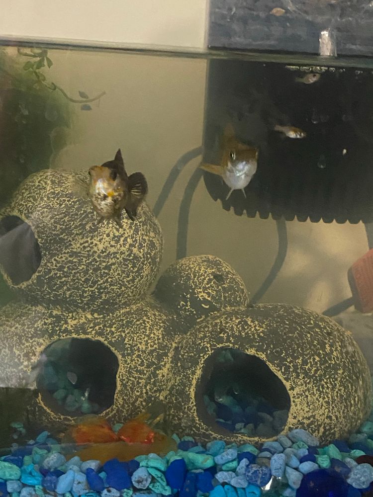 two molly fish named fig and potato who i love very much