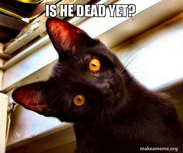 Image of a black cat with yellow eyes, text reads "IS HE DEAD YET?"