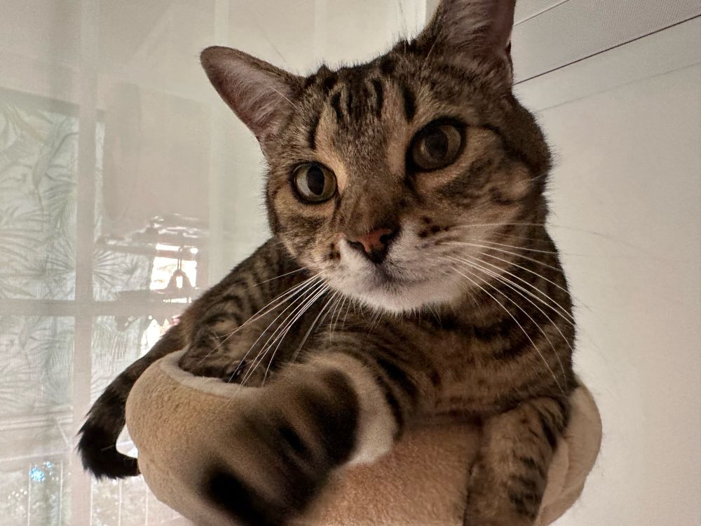 Un gato saludando a la cámara