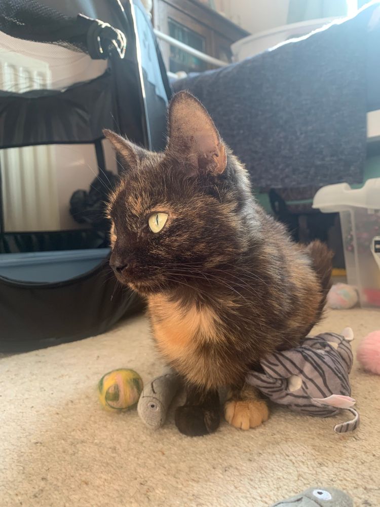 Photos of Lola, our tortoise shell cat