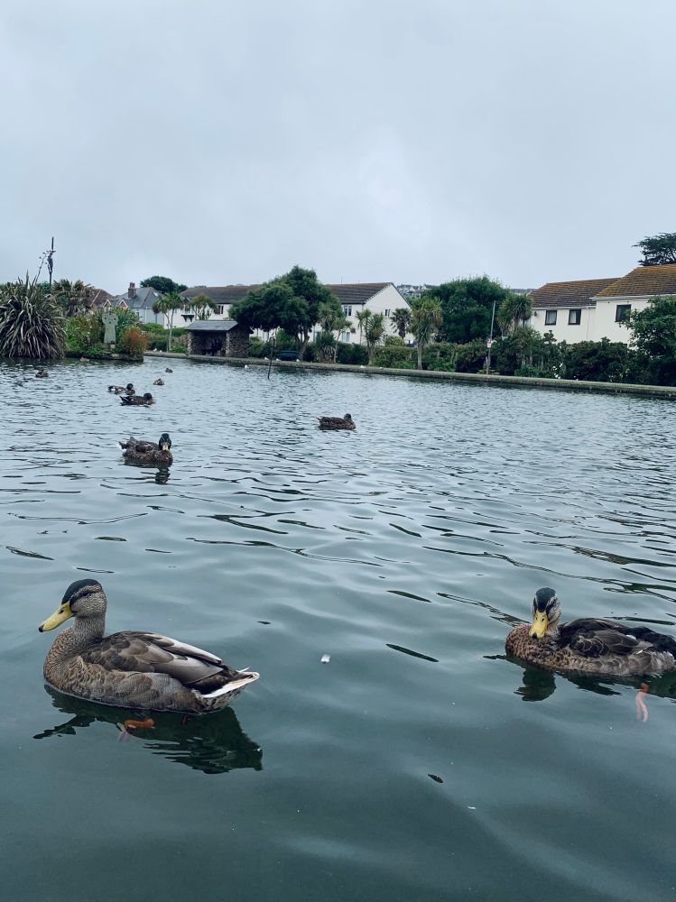 Picture of ducks in a lake in Perranporth