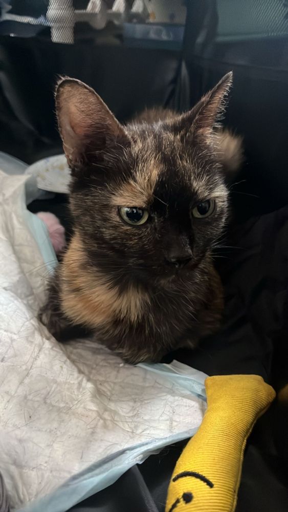 Photos of Lola, our tortoise shell cat