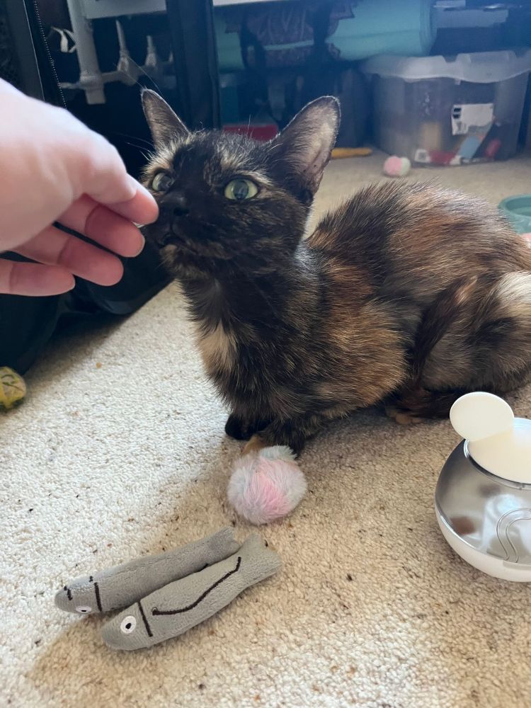 Photos of Lola, our tortoise shell cat