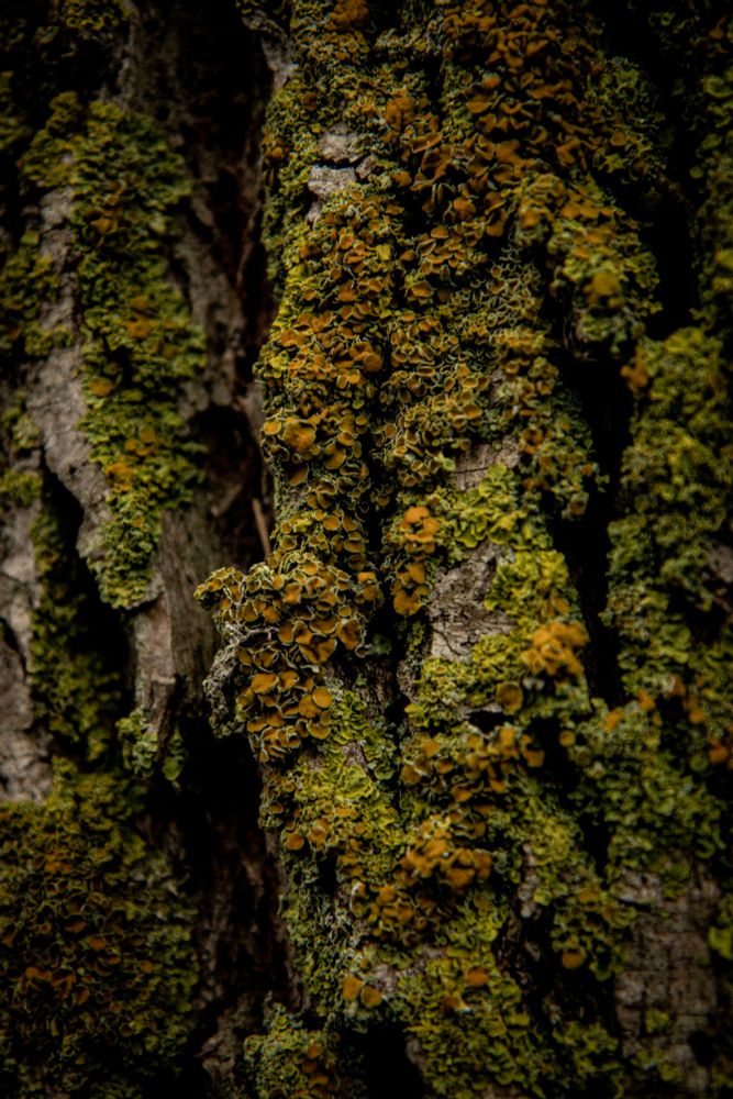 A photo of green and yellow lichen covered willow bark