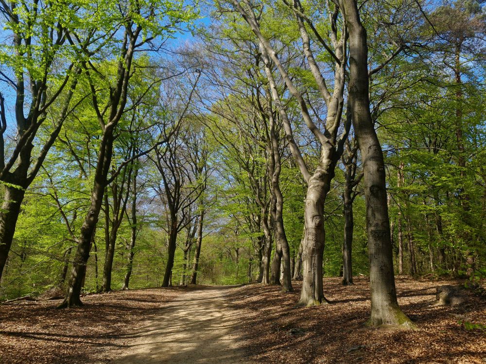 A photo of a Beech forest in springtime
