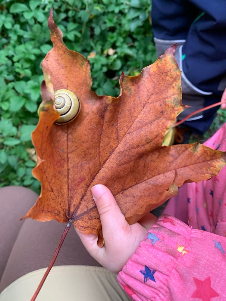 Das Bild zeigt eine Kinderhand, die ein großes buntes Ahornblatt mit einer Schnecke drauf hält.