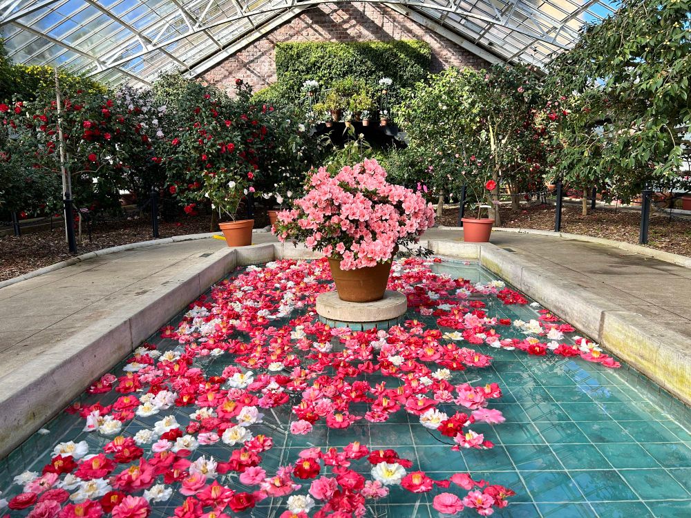 A small rectangular pool at the center of the greenhouse, in the middle is a platform with an azalea in a pot. The water of the pool is filled with fallen camellia flowers. 