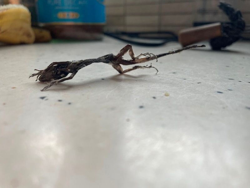 Small mummified lizard on kitchen counter