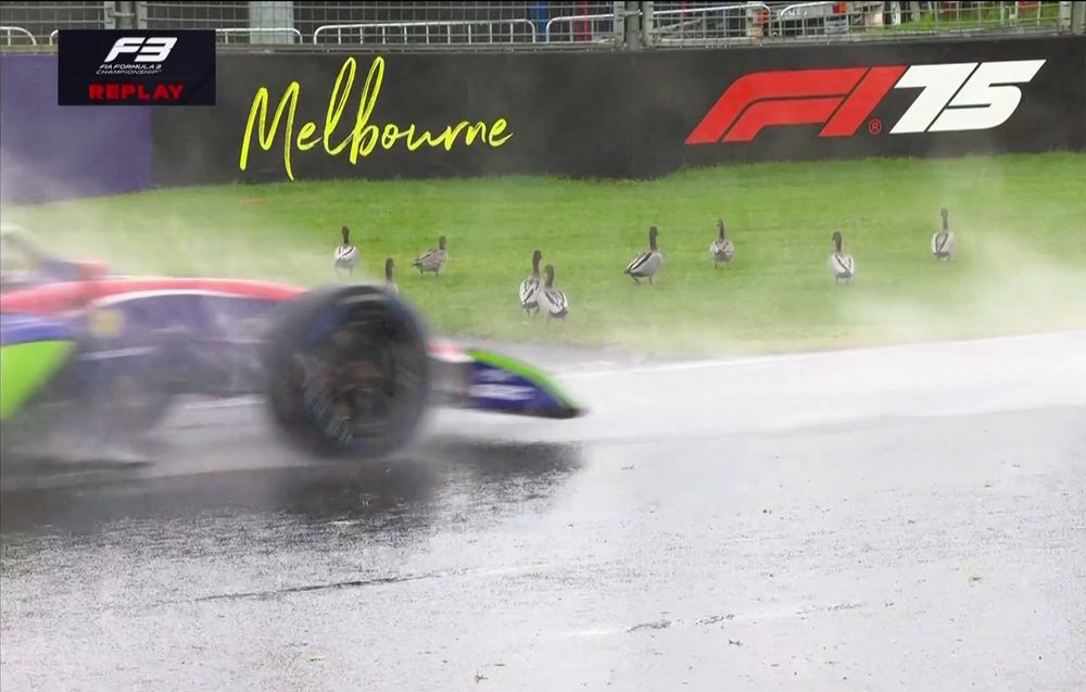 An F3 car passes as ducks waddle a few meters from the track