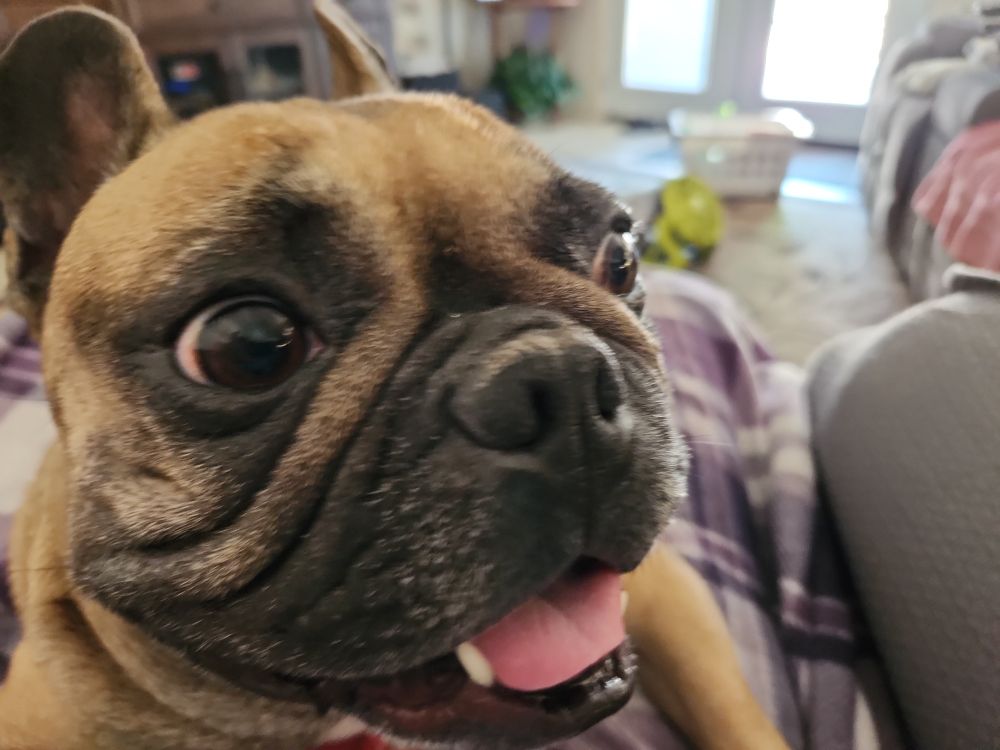 a light brown french bulldog with black ears, nose, and black eye markings looks in the general vicinity of the camera with a goofy smile