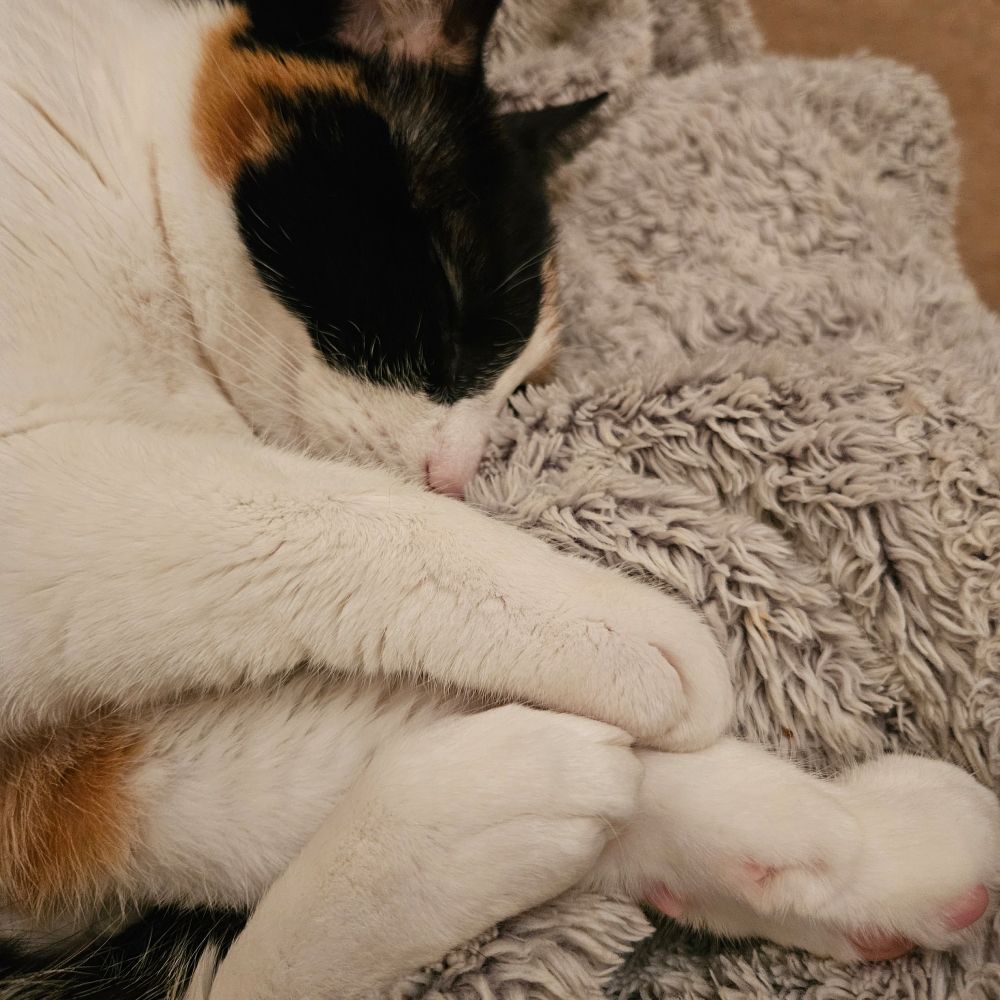 Pandora, a calico cat, curled up on a grey blanket with her eyes closed and all her paws tucked together