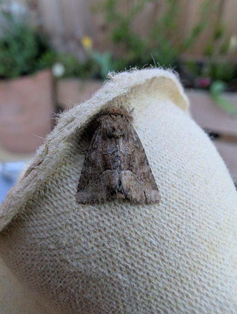 Middle Barred Minor