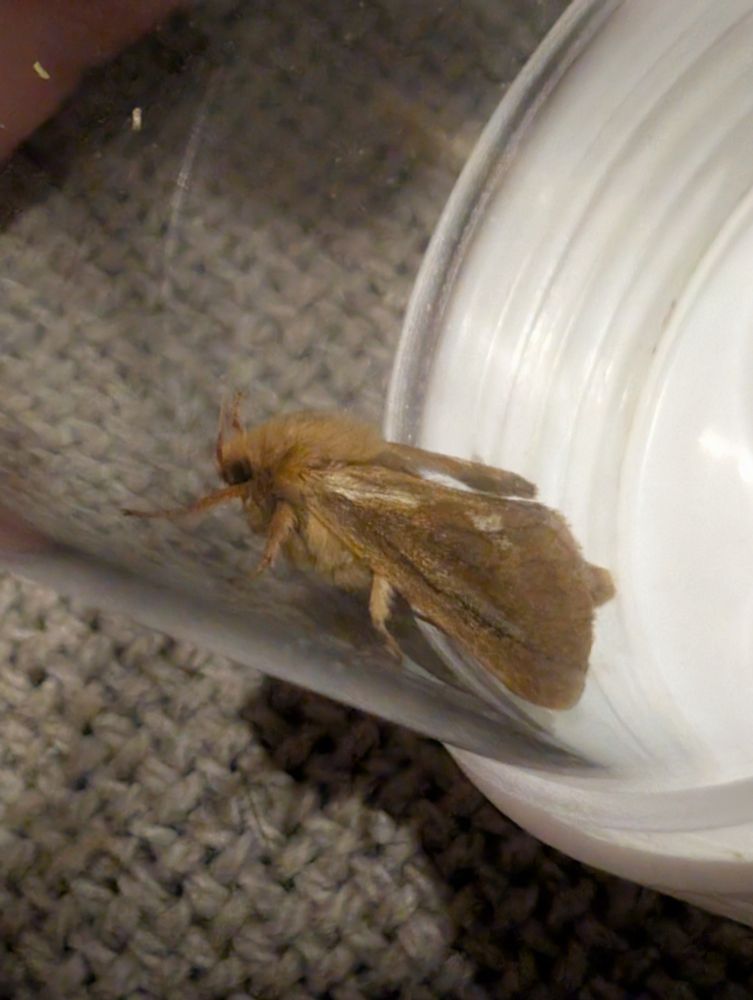 Common Swift moth