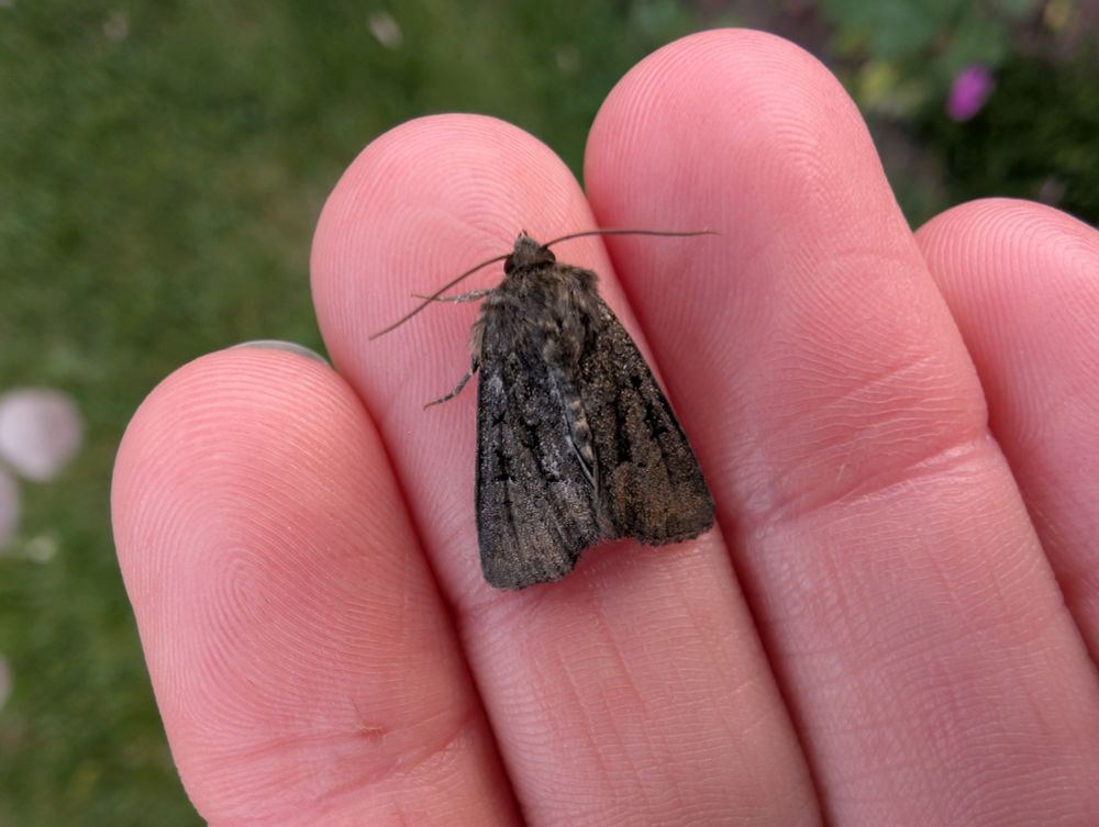 Tawny Marbled Minor