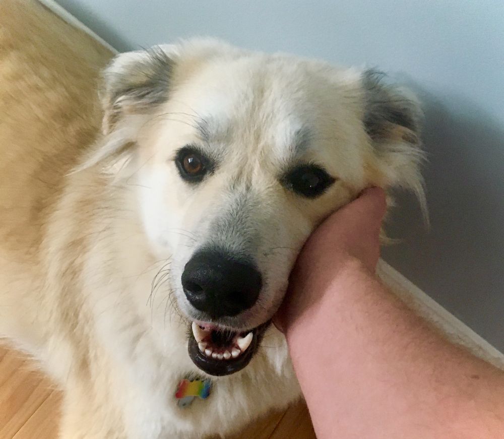 Smiling little pupper resting her head in my hand.