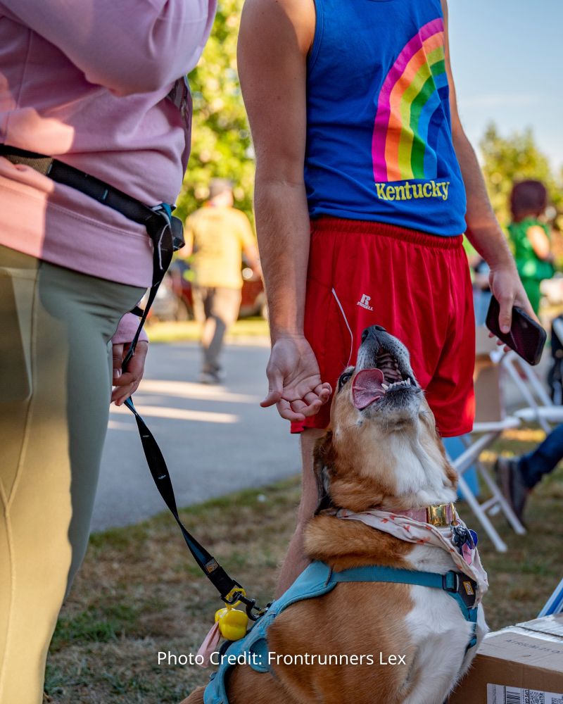 Cute dog with its tongue hanging out, being pet by a person in a rainbow Kentucky shirt and red shorts. 