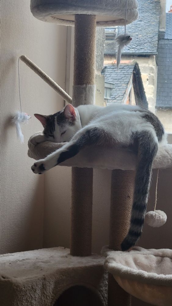 Luna est endormie sur l'arbre à chat, sa patte arrière dépasse