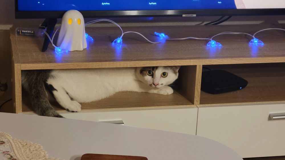 Luna (ma chatte blanche et tigrée) se cache dans le meuble TV