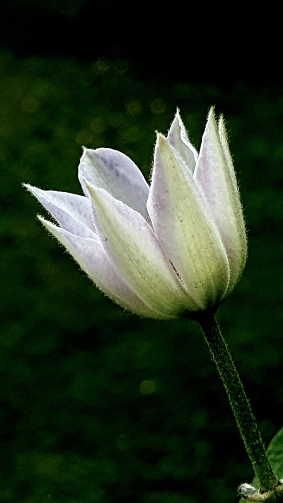 Nahaufnahme. Halb geöffnete Clematisblüte. Sie ist weiß und hat gerade die Form einer Tulpe. Hintergrund schwarz.