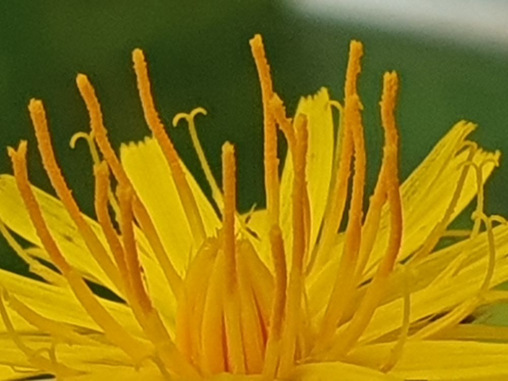 Nahaufnahme einer gelben Blüte.