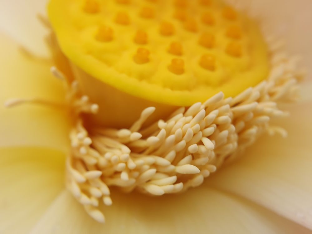Nahaufnahme. Die gelbe Mitte einer großen Lotusblüte. Mit Stempeln und Staubgefäßen.
