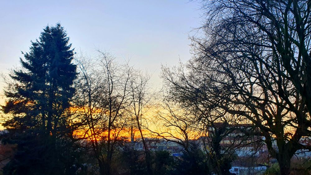 Hinter schwarzen Baumsilhouetten geht langsam due Sonne auf. Noch sieht man die Sonne selbst nicht, nur ihre gelb-orange Aura.