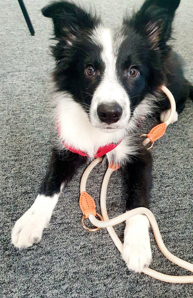 Border-Collie Welpe, 16 Wochen alt, mit schwarz-weißem Fell.