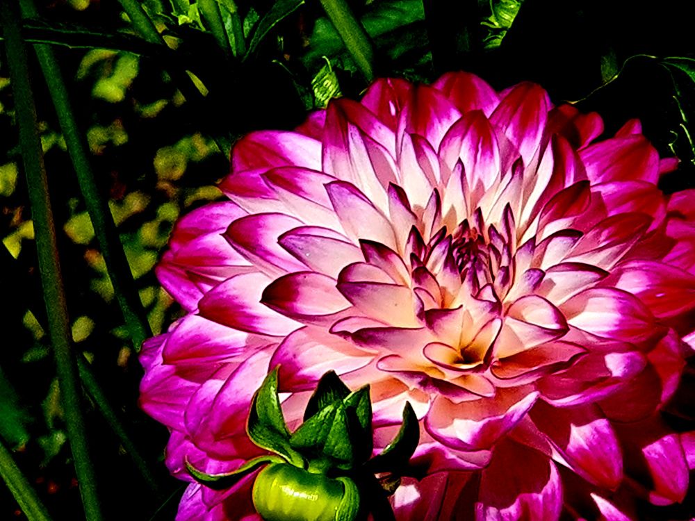 Nahaufnahme einer voll erblühen Dahlie. Sie ist etwa so groß wie eine Frauenhand mit gestreiften Fingern. Die Blütenblätter sind an den Rändern und Spitzen magentafarben, zur Mitte hin weiß. Hintergrund unscharf dunkelgrün.