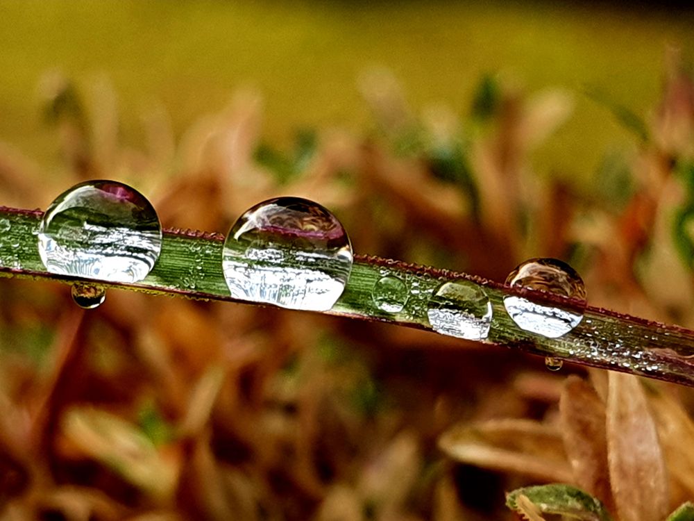 Nahaufnahme. Auf einem GrashLm liegen glitzernde Wassertropfen.