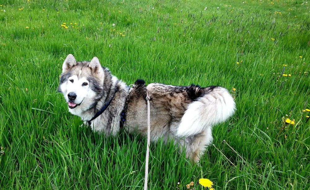 Ein großer Schlittenhund steht im hohen Gras, das ihm bis zum Bauch reicht. Er guckt entspannt in die Kamera.