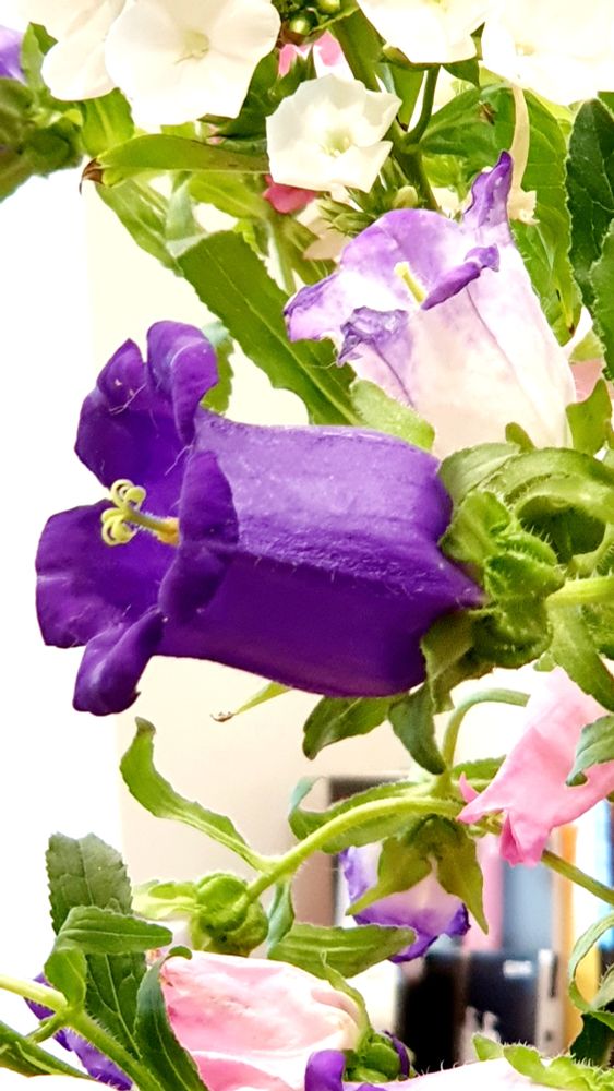 Nahaufnahme von der Seite. Die Blüte der Glockenblume ist lila. Andere Blüten drumherum sind weiß mit lila- oder rosafarbenen Akzenten.