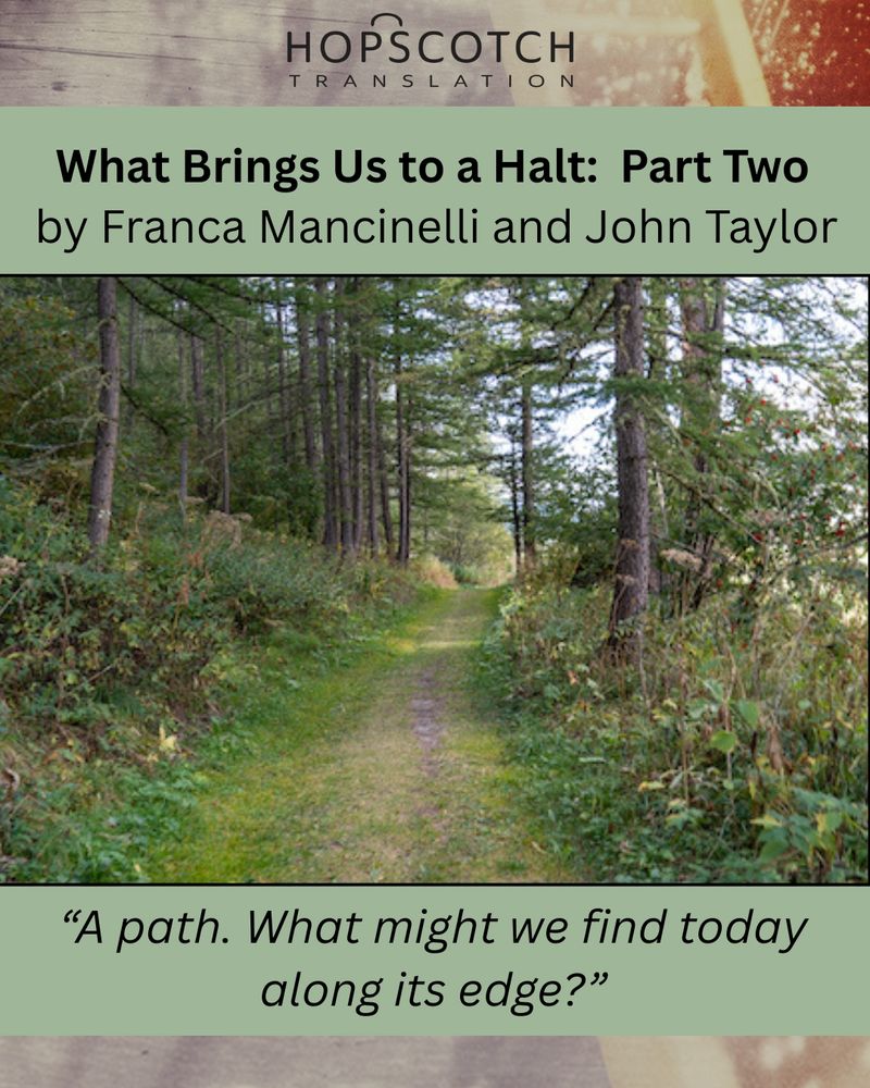 A path in the woods with conifers around it.