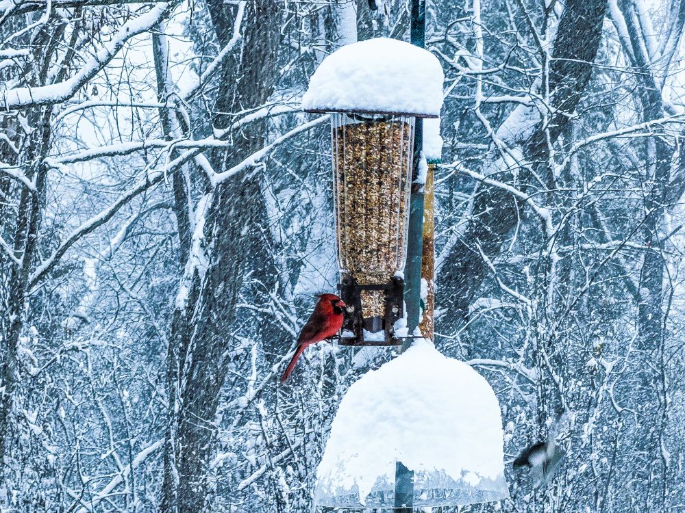 A cardinal stops at a bird feeder