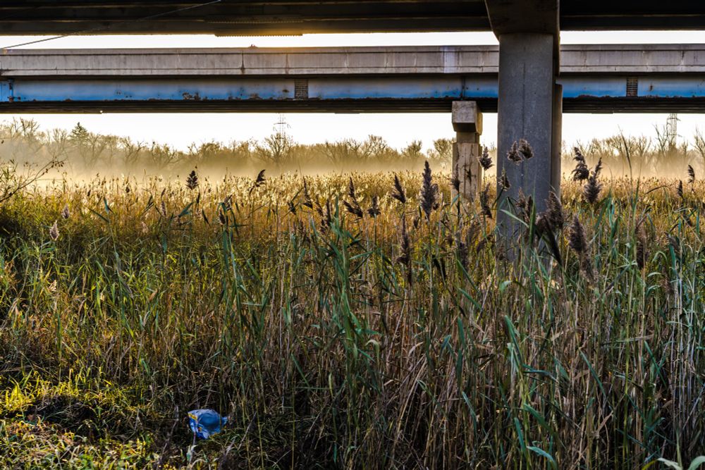 Freeway structures made of concrete and steel stand over a misty marshland on a cool fall morning. 