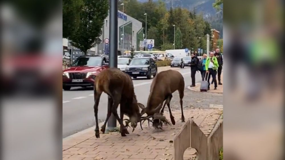 Stags fight in Polish city center